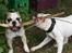 Amerikansk bulldog Daimond R.I.P 21/6-2010