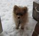 Pomeranian Tim *Død 20/4-2011* R.I.P