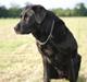 Labrador retriever Fie ** R.I.P **