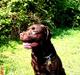 Labrador retriever Albert