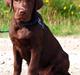 Labrador retriever Balou