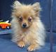 Pomeranian Tilde