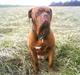 Dogue de bordeaux Bamiga vanderpatherhoek.