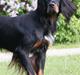 Gordon setter Gozo