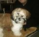 Shih tzu Bailey