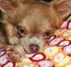 Chihuahua Gremlin