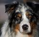 Blanding af racer  Aus.shep/Bern.sen Ozzi
