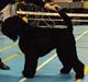 Sort russisk terrier hasse