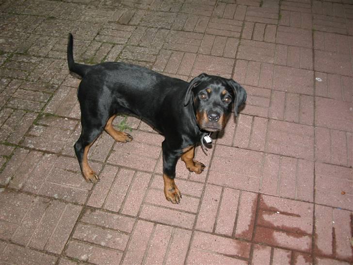 Rottweiler dakota billede 12