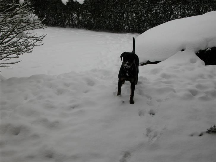 Rottweiler dakota billede 13