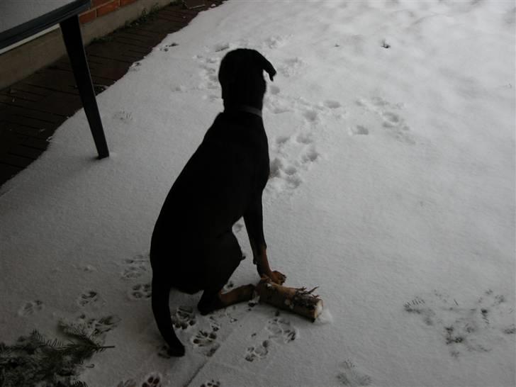 Rottweiler dakota billede 14