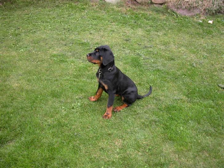 Rottweiler dakota billede 15