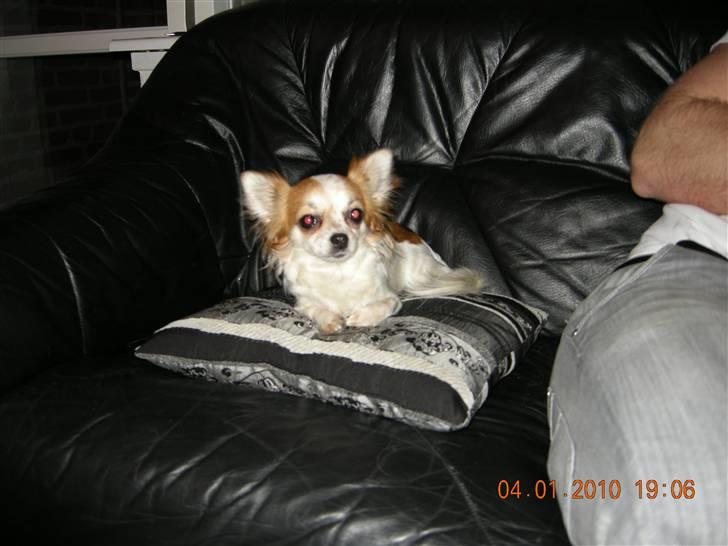 Chihuahua Dalina billede 9