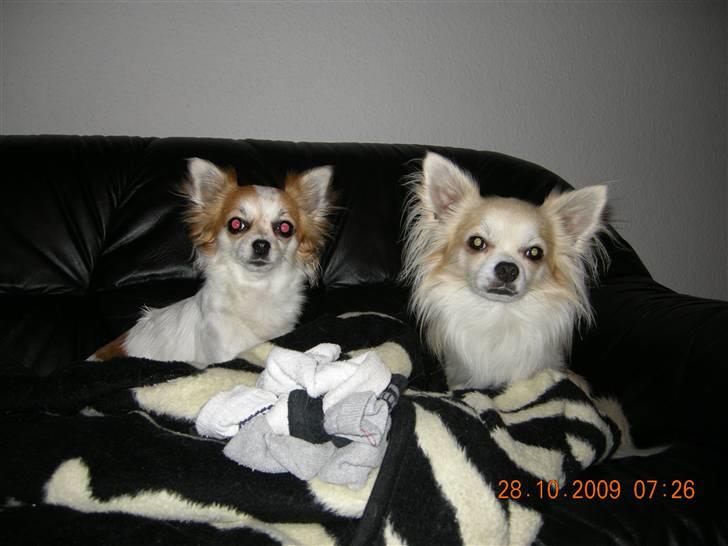 Chihuahua Dalina billede 10