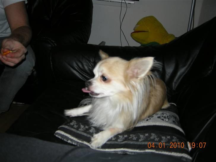 Chihuahua Dario billede 12