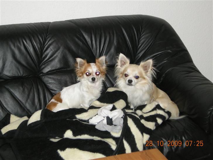 Chihuahua Dario billede 13