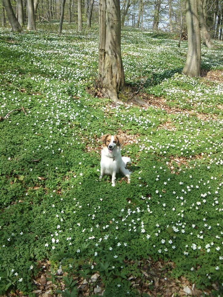 Border collie Oliver - Velkommen til Olivers profil <3 billede 1