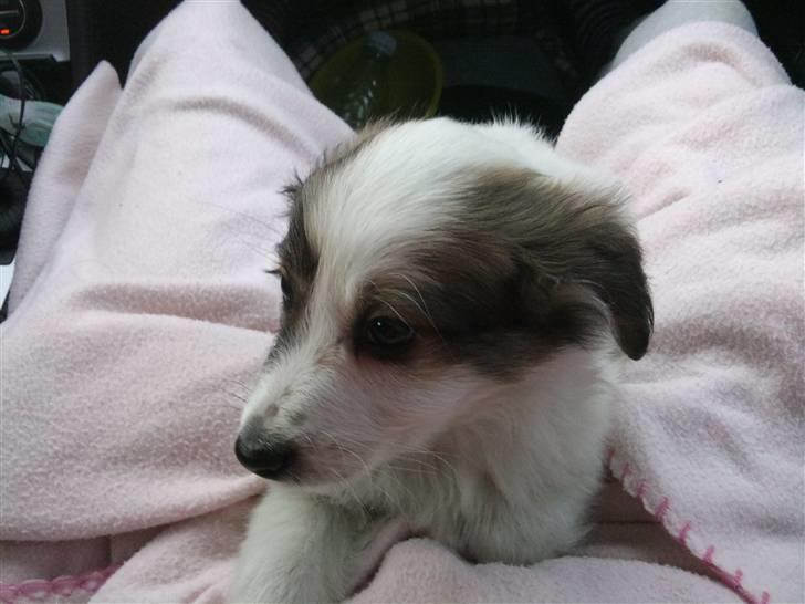 Border collie Oliver - Da han var 8 uger gammel og på vej hjem til os <3 billede 2