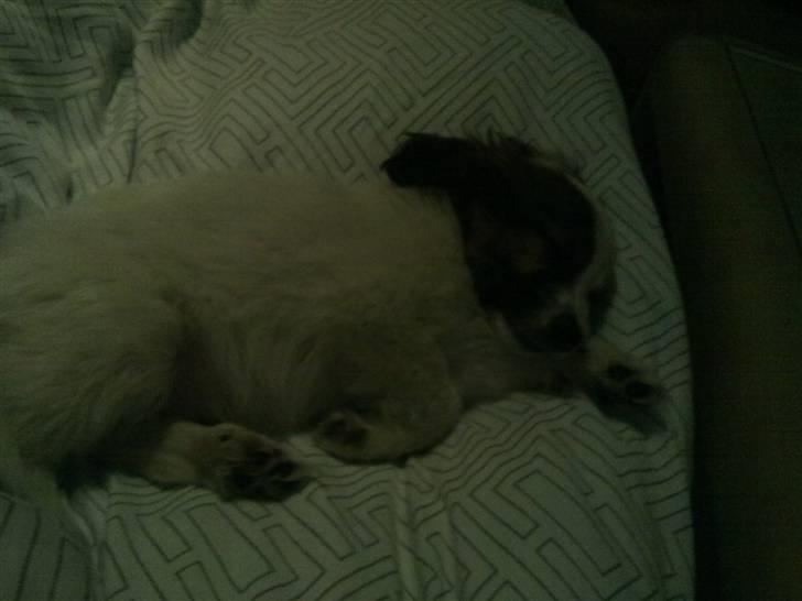 Border collie Oliver - første dag i mors seng ;D billede 3