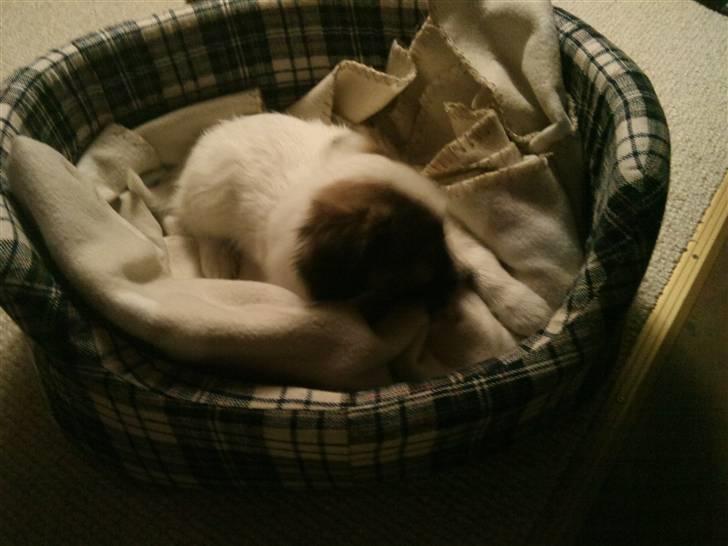 Border collie Oliver - Han elsker sin nye kurv<3 billede 4