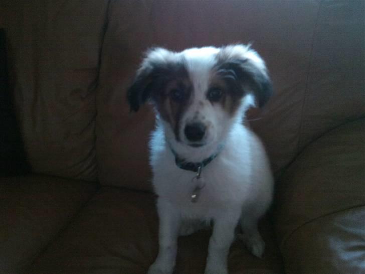 Border collie Oliver - Oliver 10 uger gammel billede 5