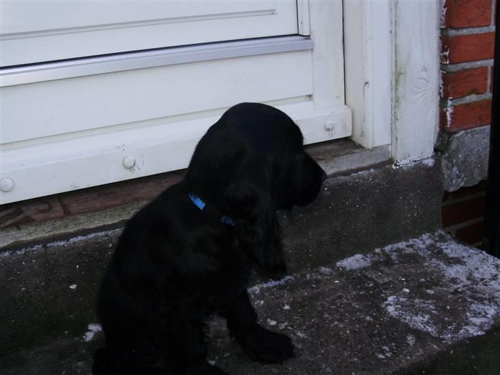 Cocker spaniel rex billede 1
