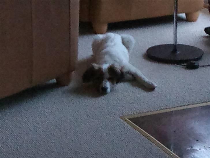 Border collie Oliver - Oliver 16 uger gammel <33 billede 6