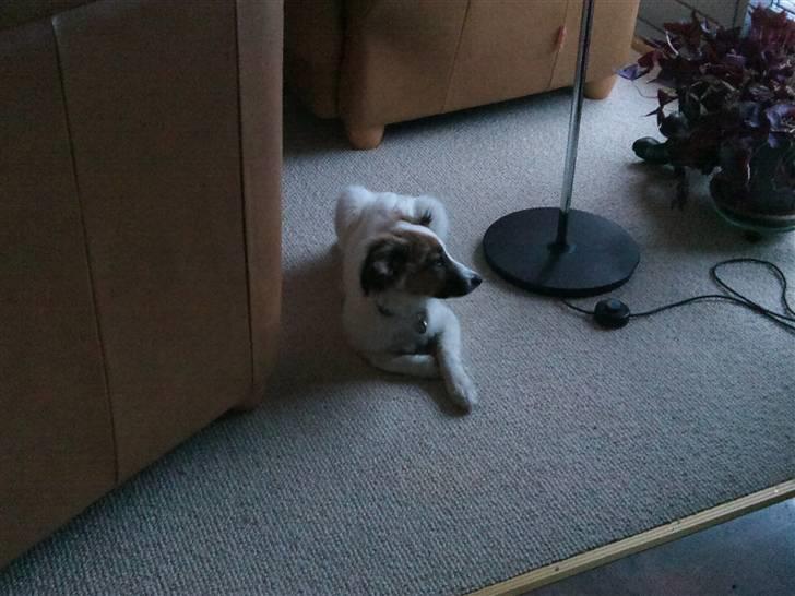 Border collie Oliver billede 7