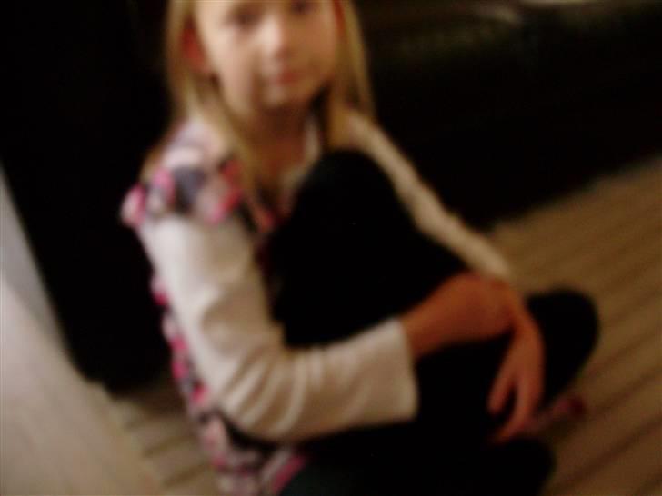 Cocker spaniel rex billede 2