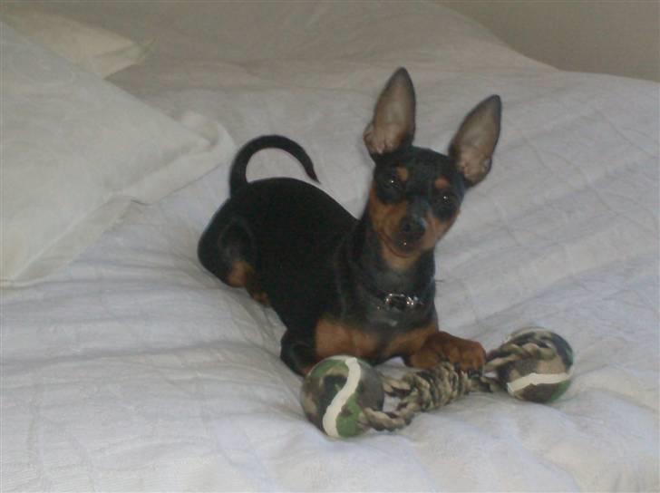 Dvaergpinscher Rødkildes Chillum - Chillm 1 år - Fødselsdagsgaven blev godkendt billede 10