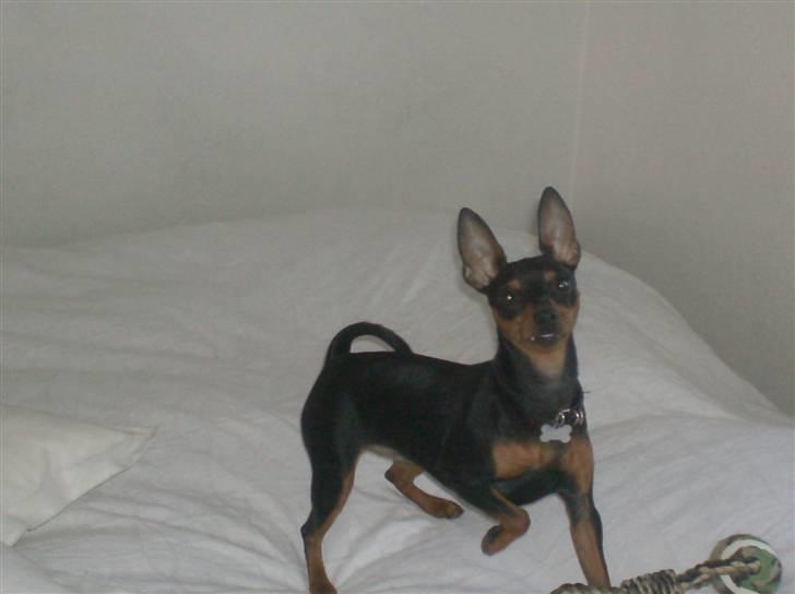 Dvaergpinscher Rødkildes Chillum - Chillum 1 år :) billede 11