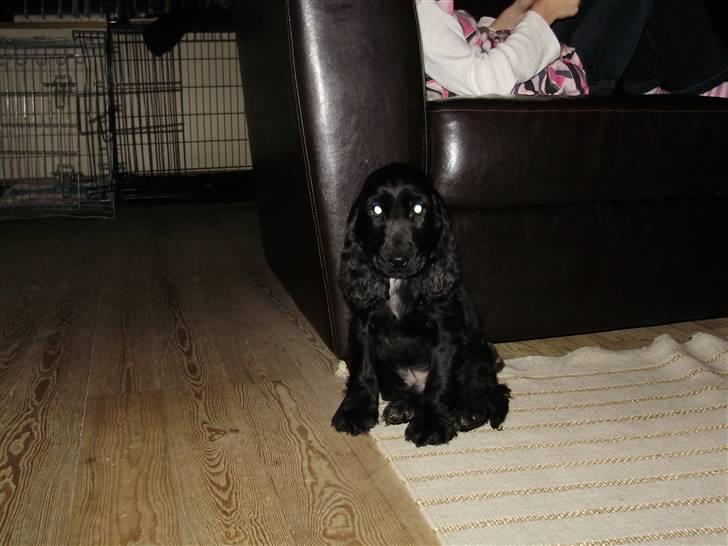 Cocker spaniel rex billede 3