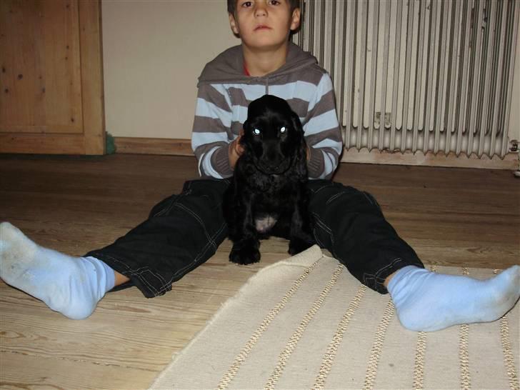 Cocker spaniel rex billede 4