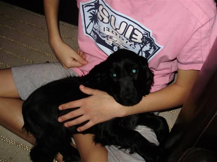 Cocker spaniel rex billede 5