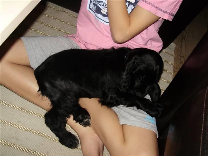 Cocker spaniel rex billede 6