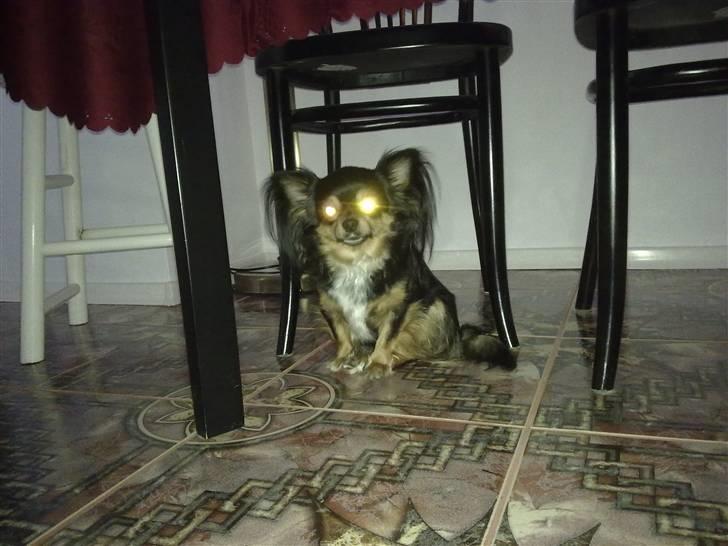 Chihuahua Bella's black Tiffany billede 17