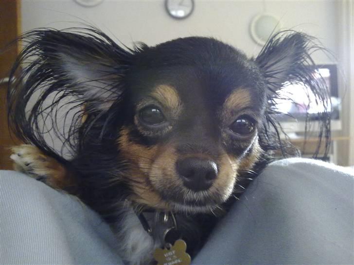 Chihuahua Bella's black Tiffany billede 18