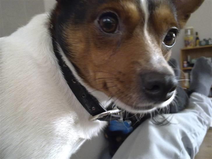 Blanding af racer Tøffe billede 12