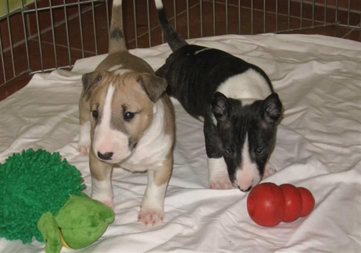 Bullterrier miniature Grace Vom-Emkental  billede 11