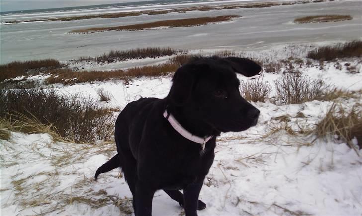 Blanding af racer Nala billede 19