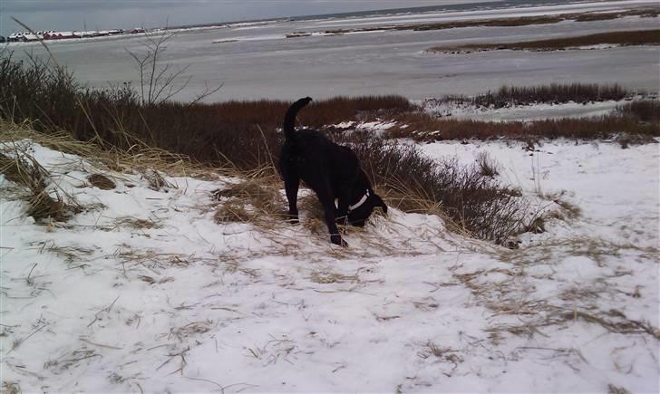 Blanding af racer Nala billede 20