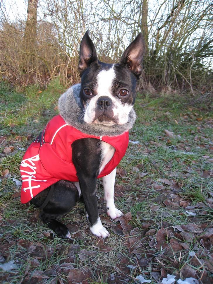 Boston terrier Karla - Når der fryser 5 grader må man have vinter dækken på.. Selv om det ikke passer Karla pigen billede 17