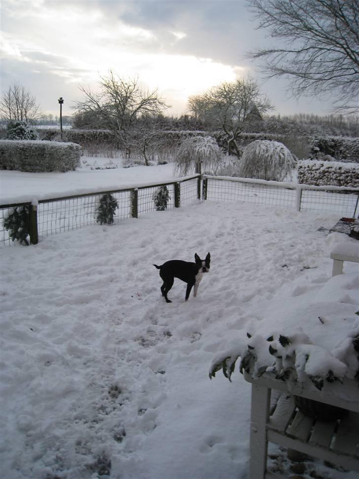 Boston terrier Karla - Ude i sneen. billede 18