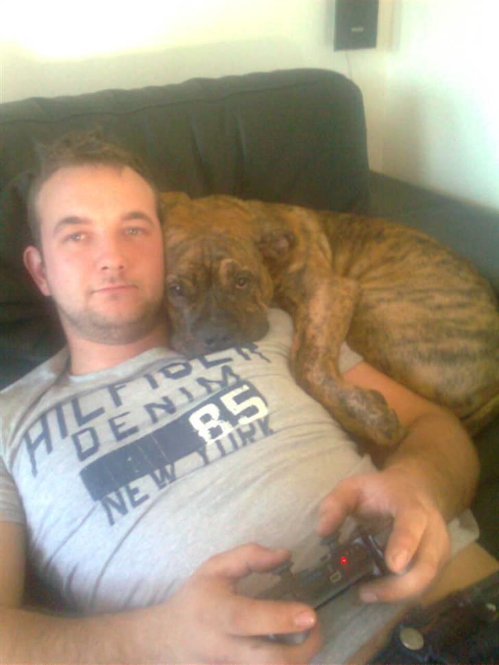 Olde english bulldogge Eddie billede 4