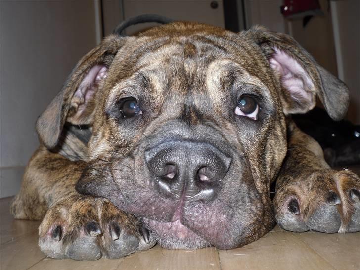 Olde english bulldogge Eddie billede 5