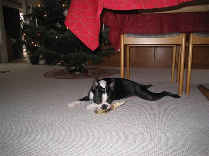Boston terrier Karla - Ben i julegave.. nam  billede 20