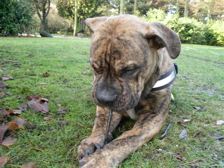 Olde english bulldogge Eddie billede 6