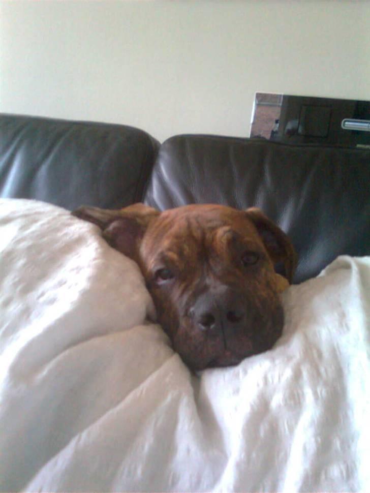 Olde english bulldogge Eddie billede 7