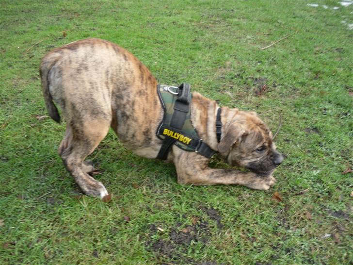 Olde english bulldogge Eddie billede 8