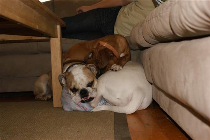 Blanding af racer Trunte R.I.P. 18-7-2011 billede 18